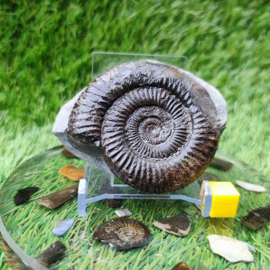 Ammonite fossil Runswick Bay - North Yorkshire Fossils