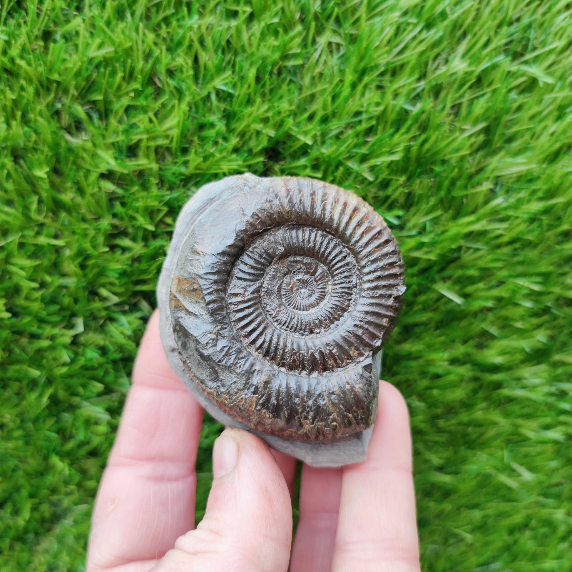 Ammonite fossil Runswick Bay - North Yorkshire Fossils