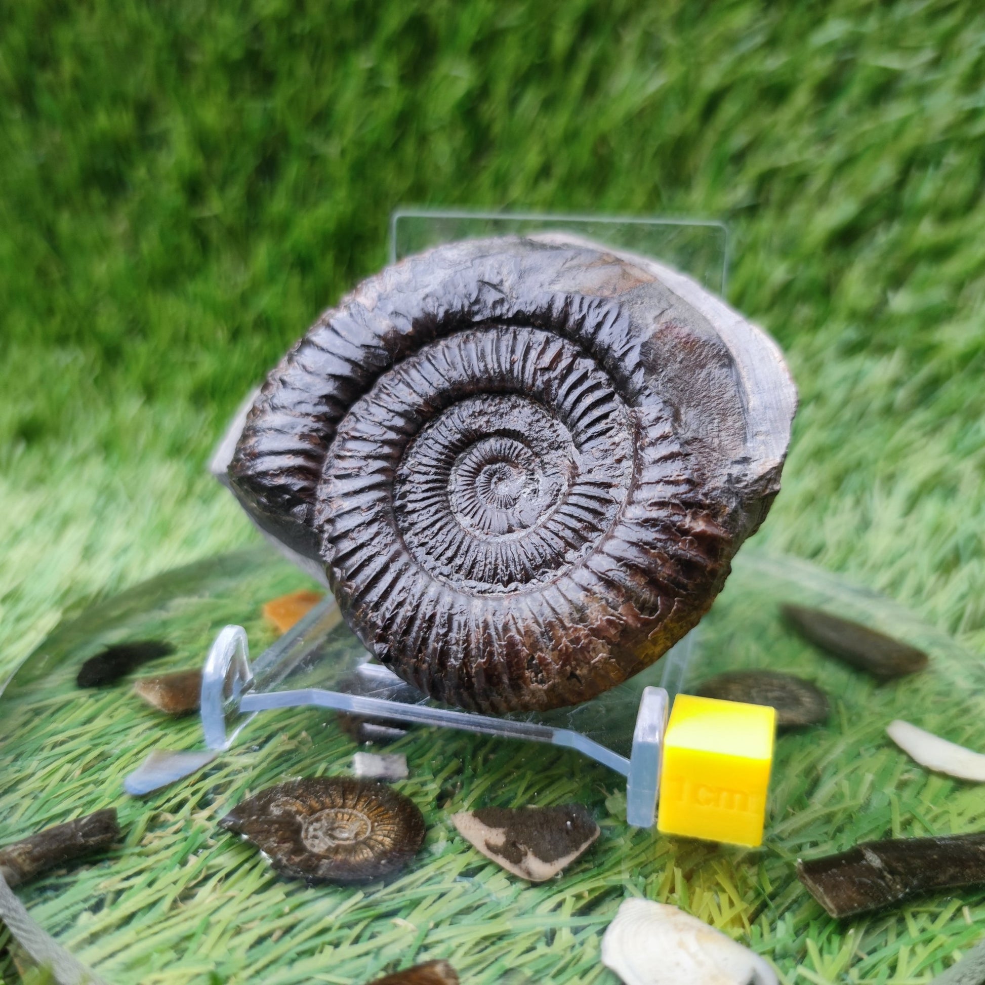 Ammonite fossil Runswick Bay - North Yorkshire Fossils