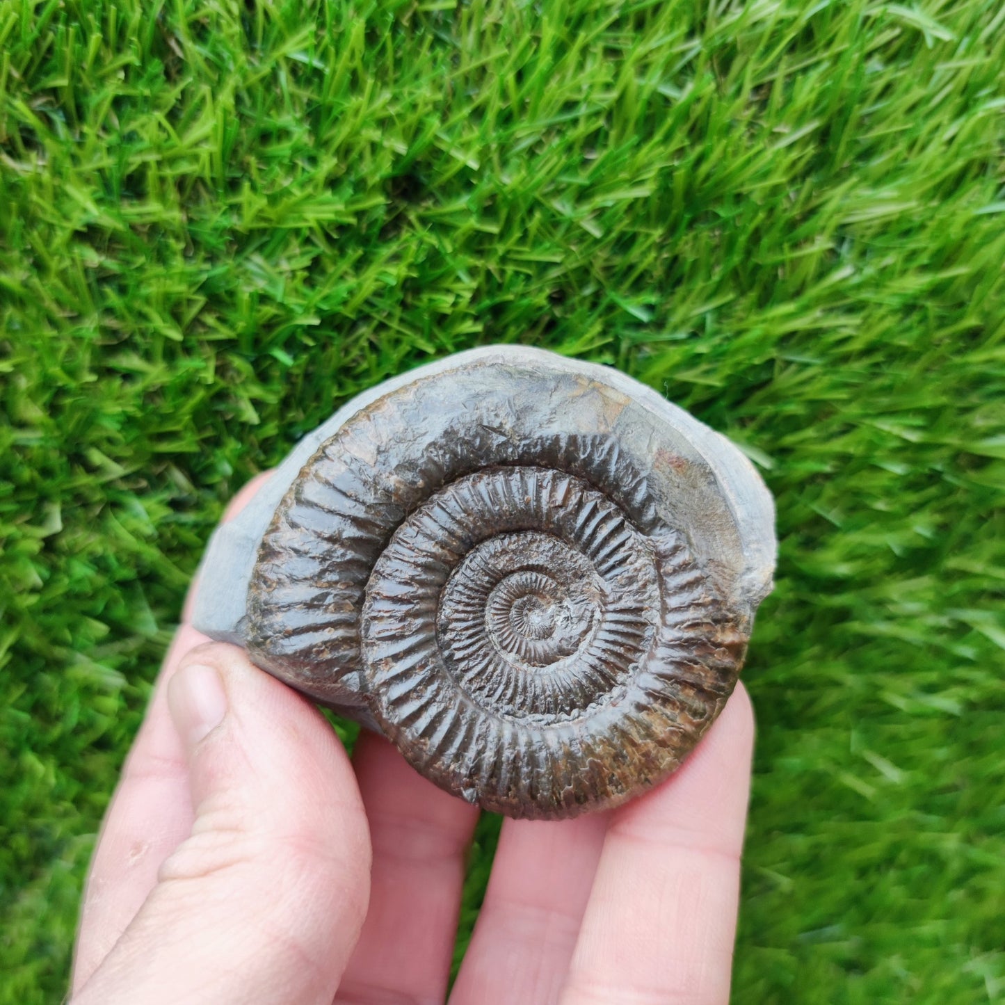 Ammonite fossil Runswick Bay - North Yorkshire Fossils