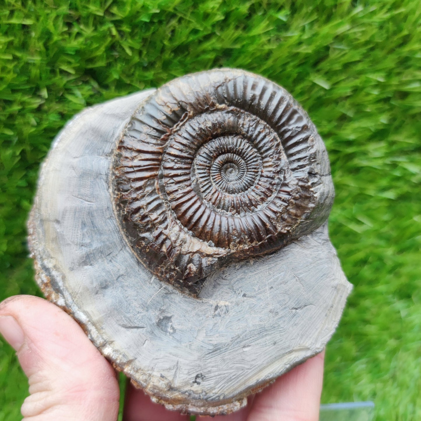 Ammonite fossil Runswick bay Yorkshire - North Yorkshire Fossils