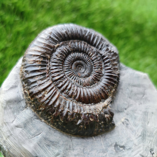 Ammonite fossil Runswick bay Yorkshire - North Yorkshire Fossils