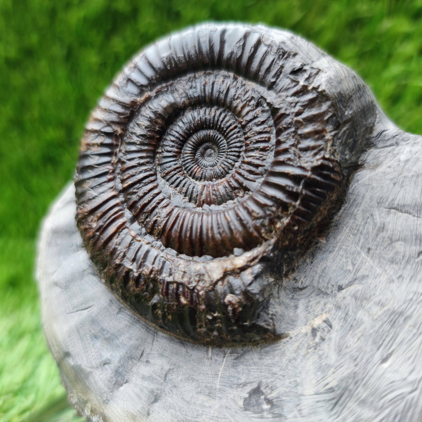 Ammonite fossil Runswick bay Yorkshire - North Yorkshire Fossils