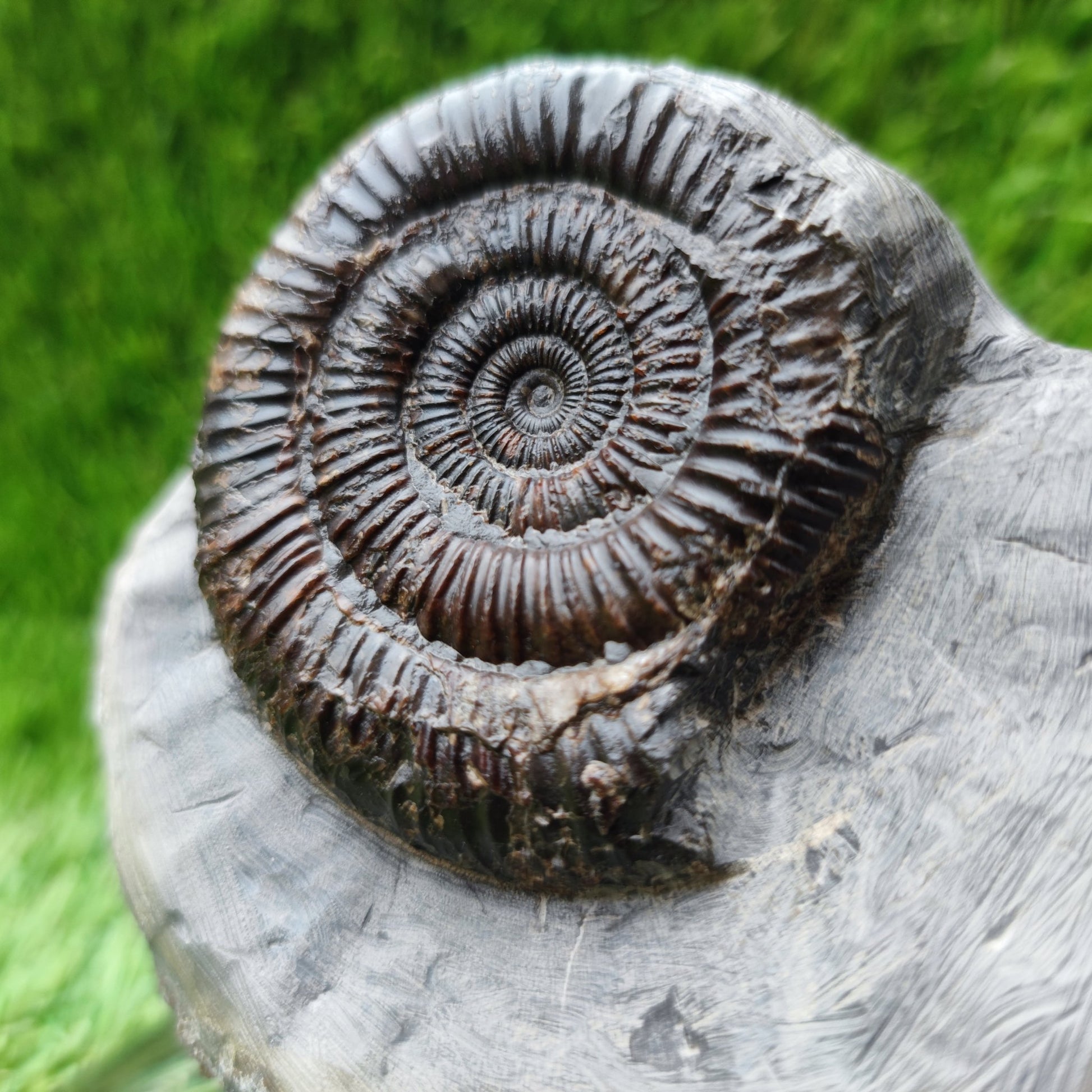 Ammonite fossil Runswick bay Yorkshire - North Yorkshire Fossils