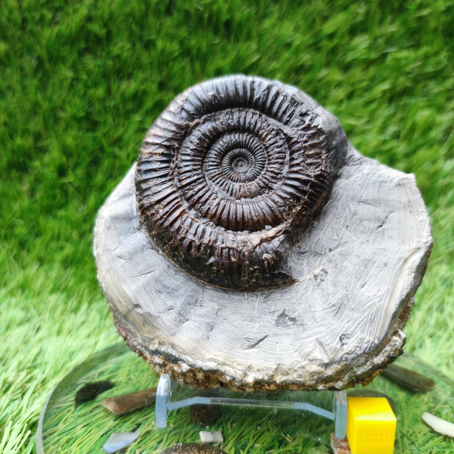 Ammonite fossil Runswick bay Yorkshire - North Yorkshire Fossils