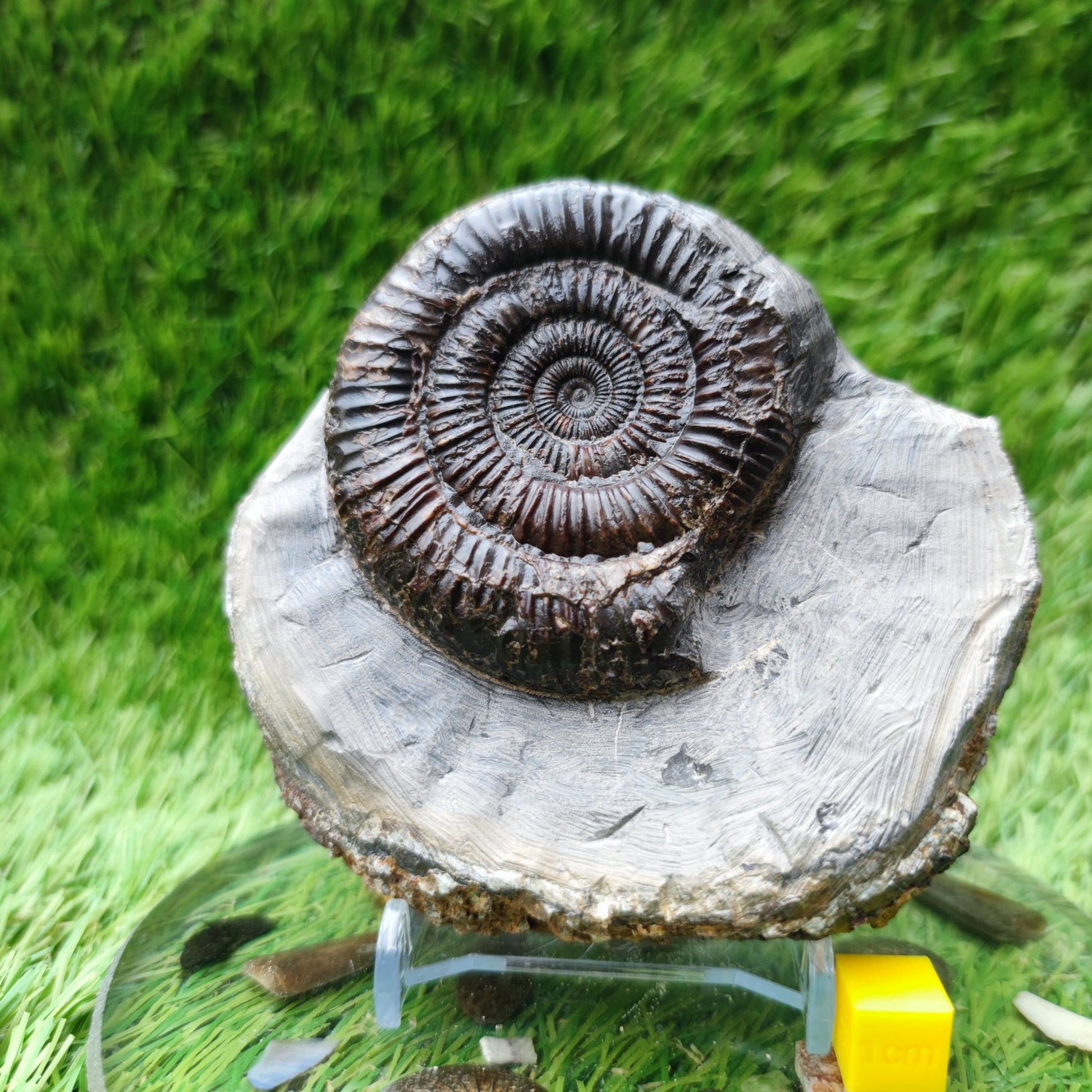 Ammonite fossil Runswick bay Yorkshire - North Yorkshire Fossils