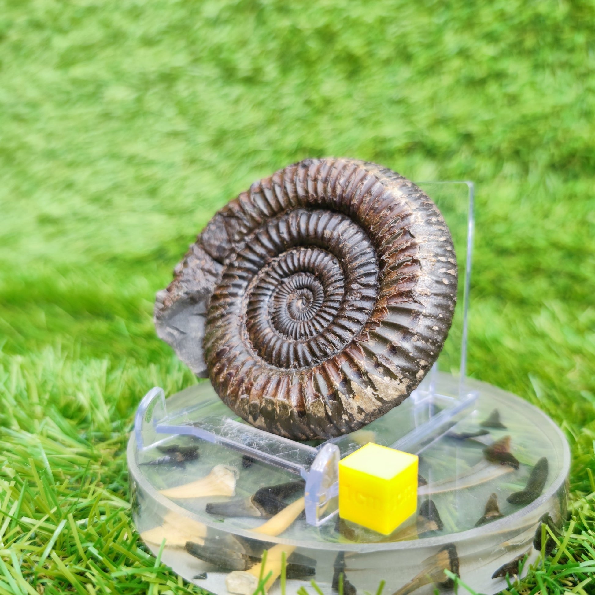 Ammonite Fossil Runswick Bay Yorkshire UK - North Yorkshire Fossils