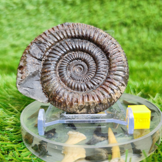 Ammonite Fossil Runswick Bay Yorkshire UK - North Yorkshire Fossils