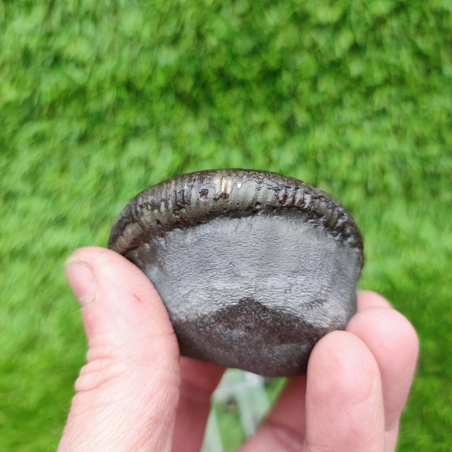 Ammonite fossil Sandsend Yorkshire - North Yorkshire Fossils