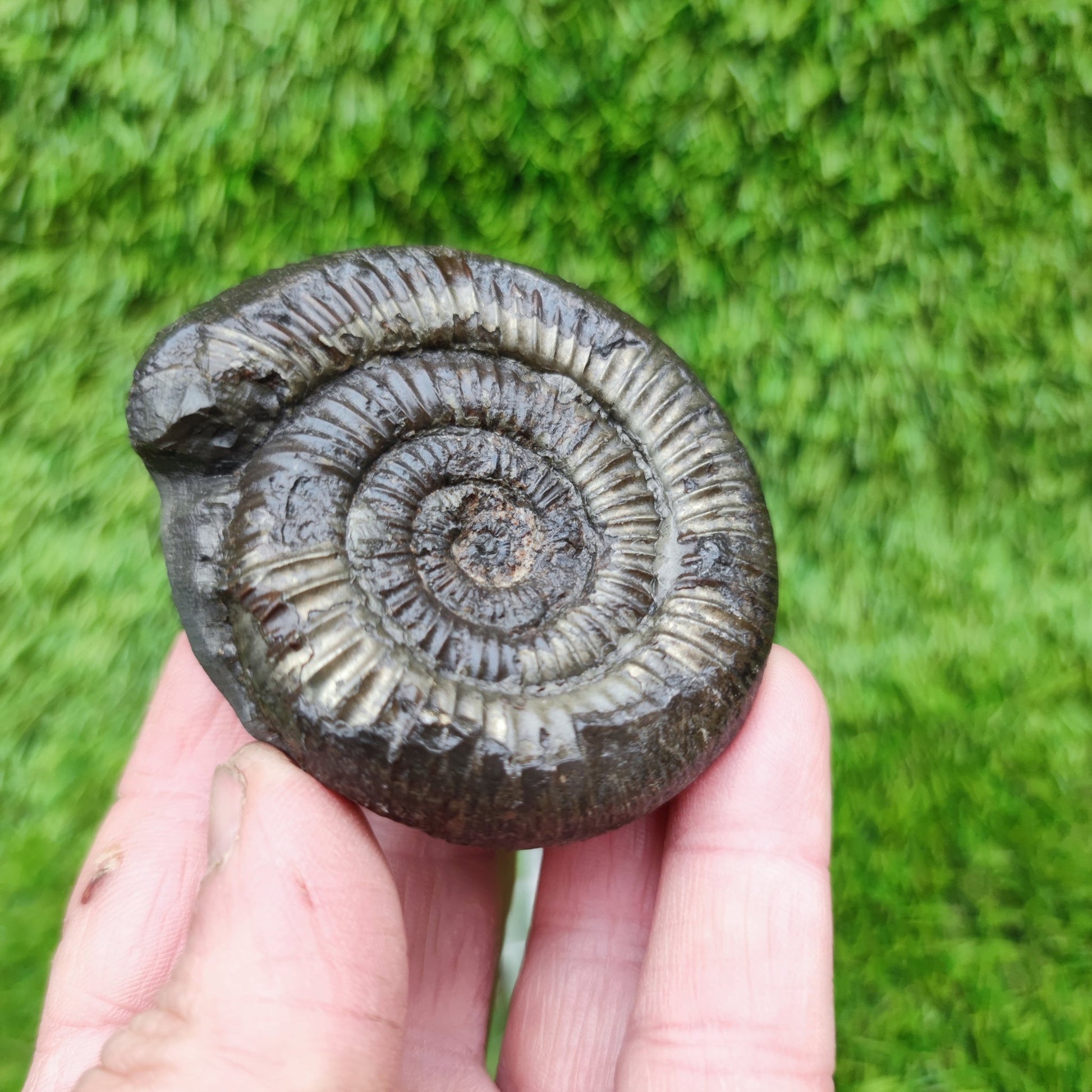 Ammonite fossil Sandsend Yorkshire - North Yorkshire Fossils