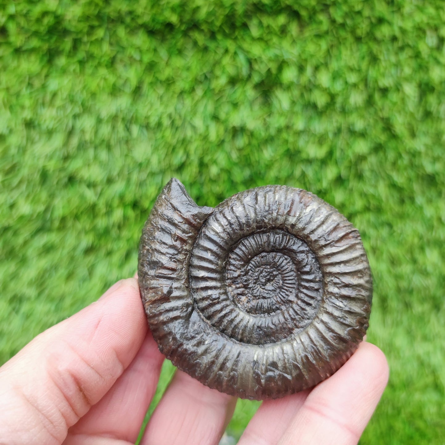 Ammonite fossil Sandsend Yorkshire - North Yorkshire Fossils