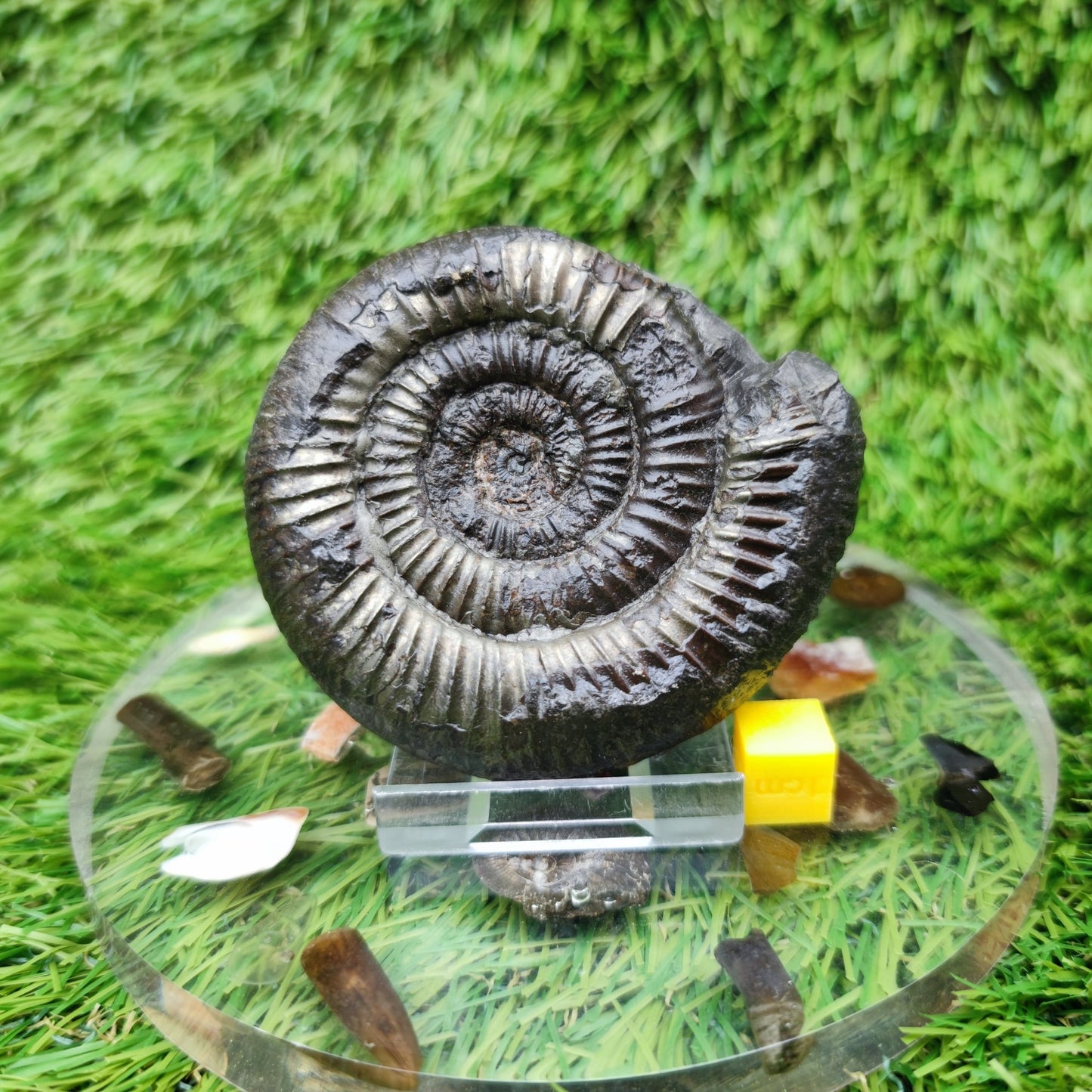 Ammonite fossil Sandsend Yorkshire - North Yorkshire Fossils