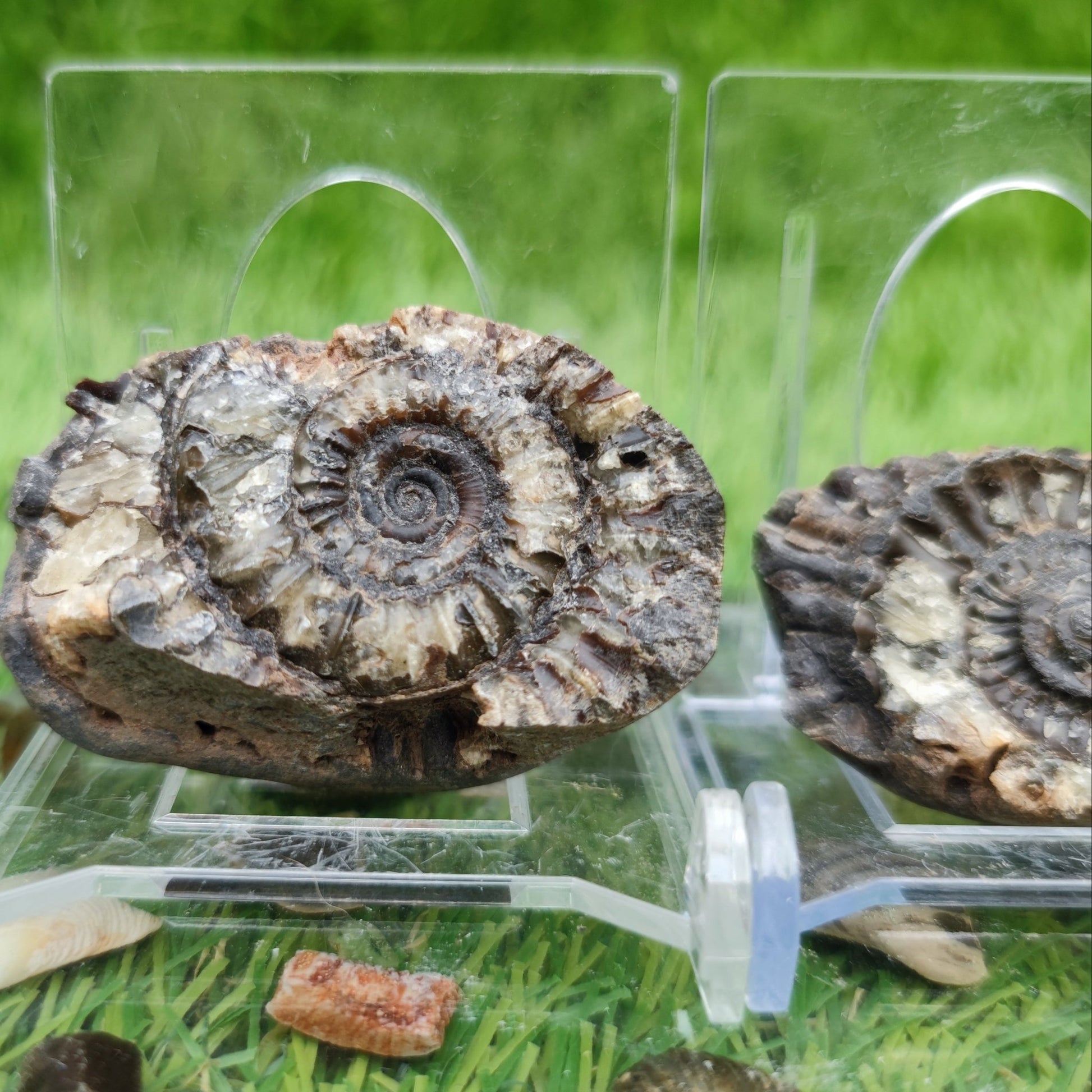 Ammonite fossil split pair - North Yorkshire Fossils