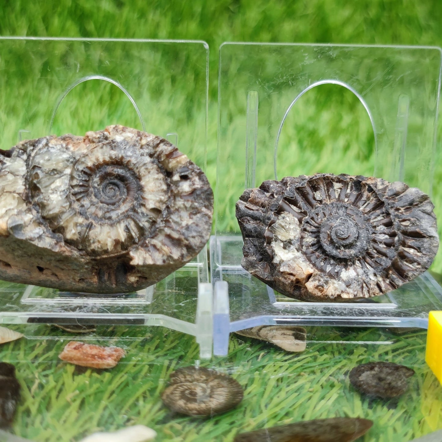 Ammonite fossil split pair - North Yorkshire Fossils