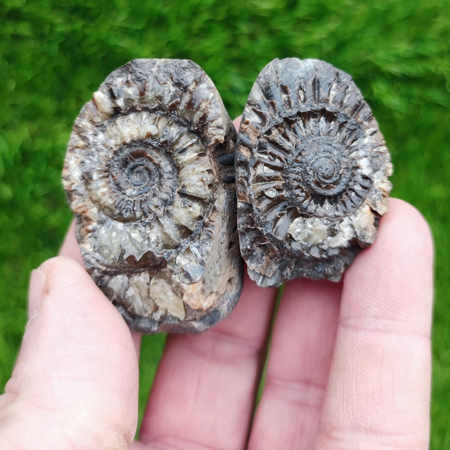 Ammonite fossil split pair - North Yorkshire Fossils