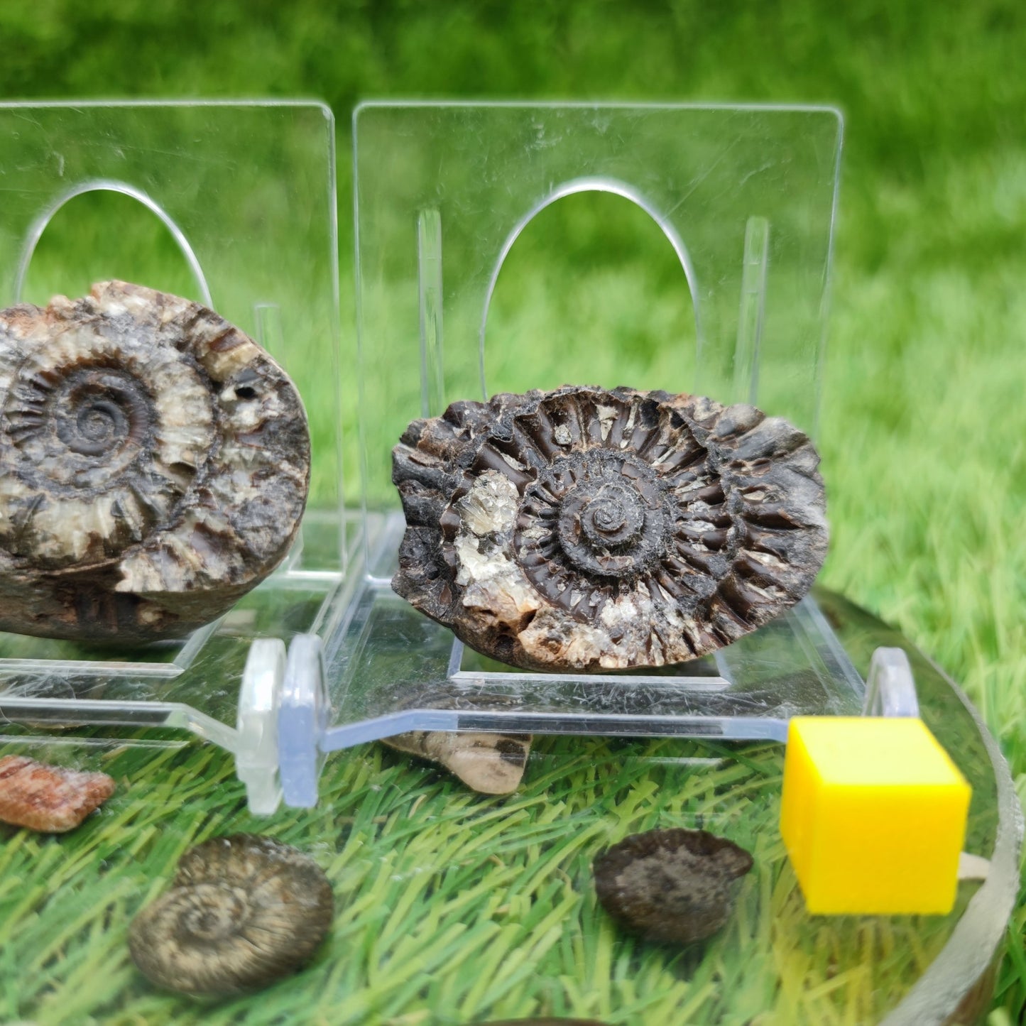 Ammonite fossil split pair - North Yorkshire Fossils