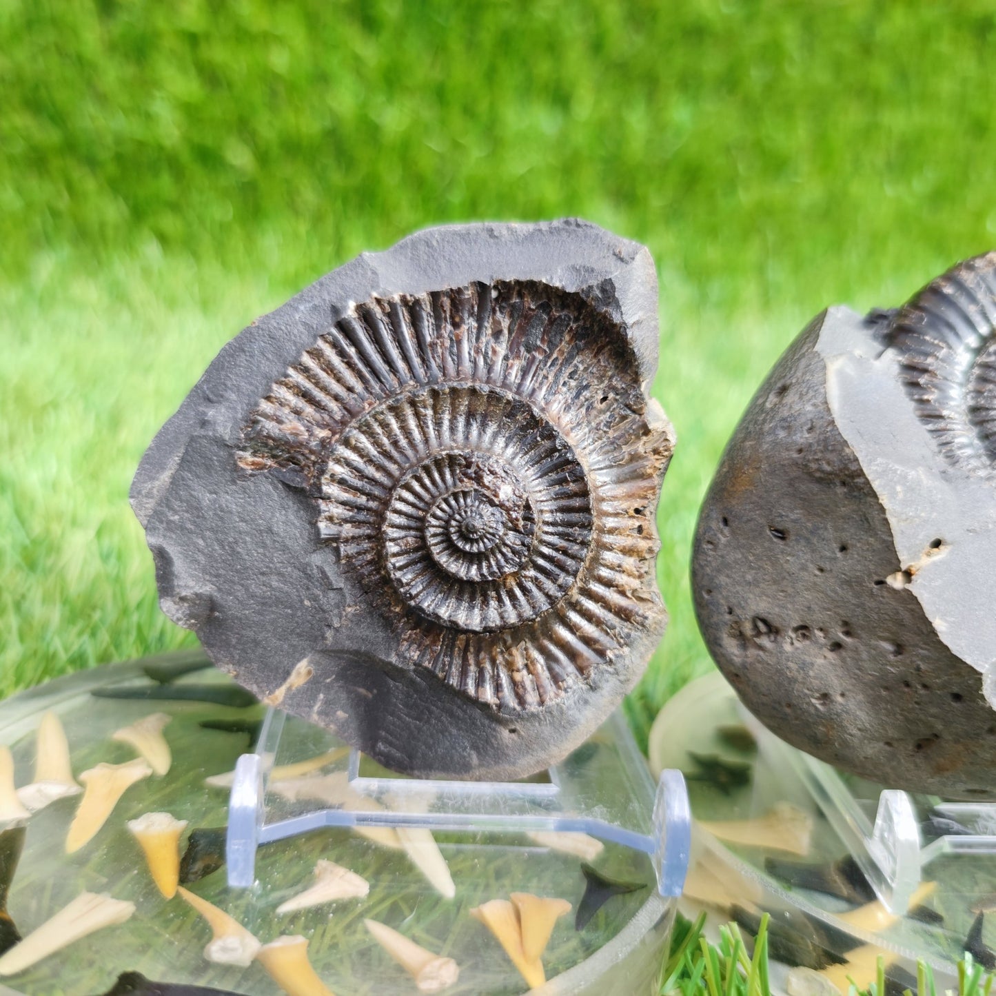 Ammonite fossil split pair Dactylioceras - North Yorkshire Fossils