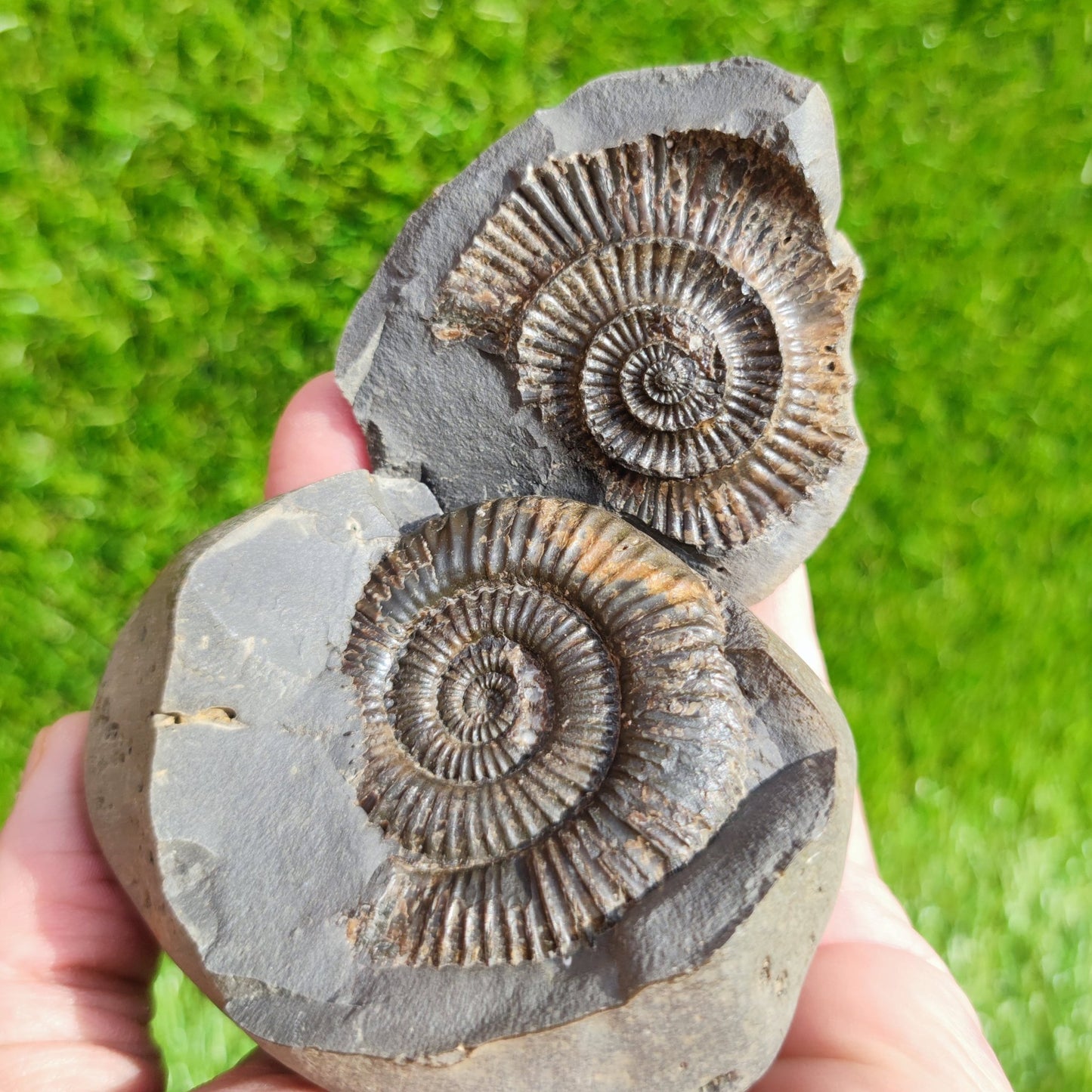 Ammonite fossil split pair Dactylioceras - North Yorkshire Fossils