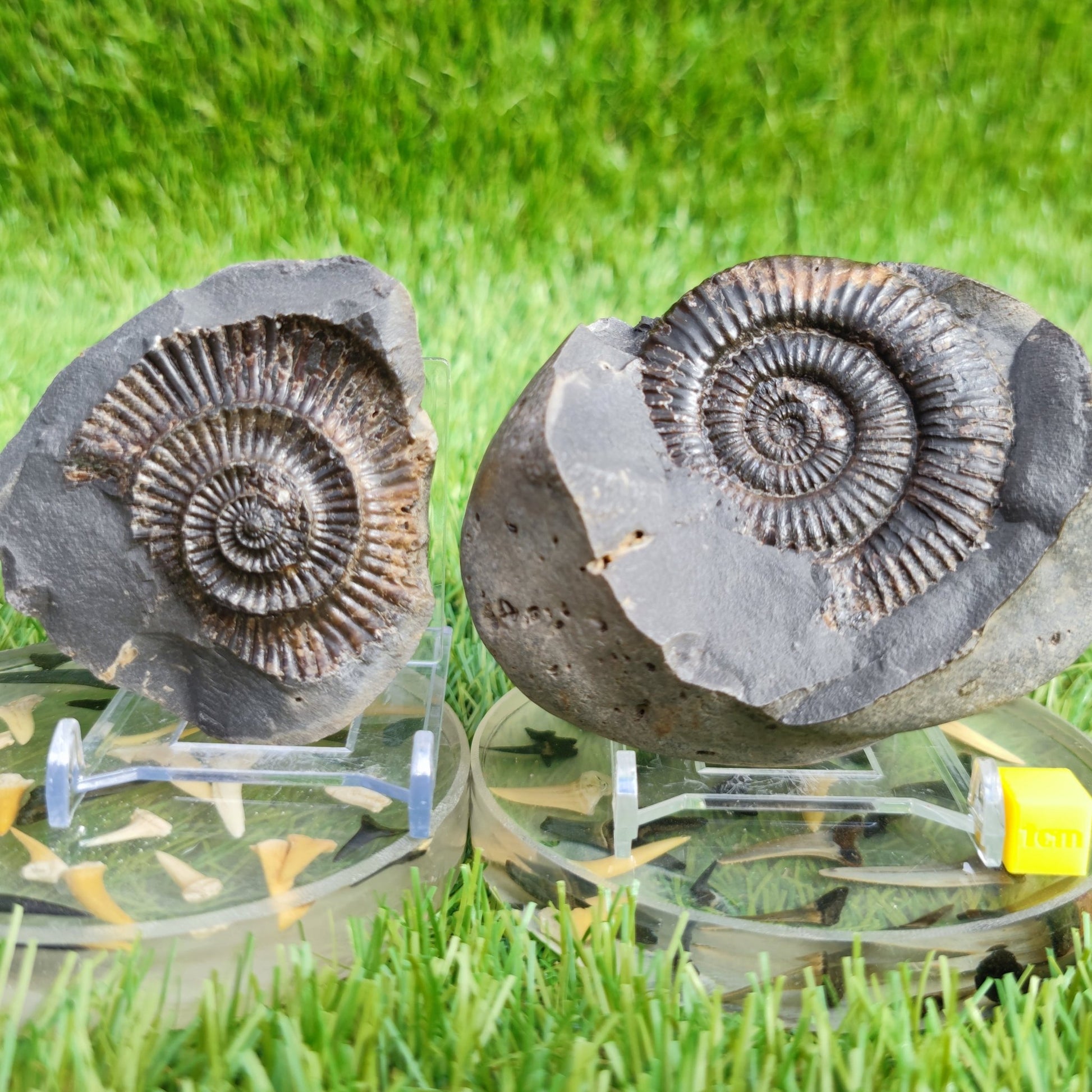Ammonite fossil split pair Dactylioceras - North Yorkshire Fossils