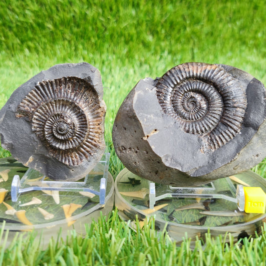 Ammonite fossil split pair Dactylioceras - North Yorkshire Fossils