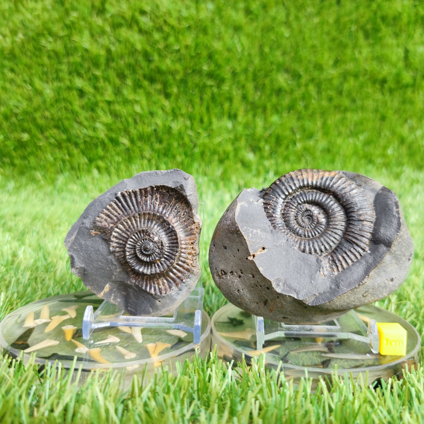 Ammonite fossil split pair Dactylioceras - North Yorkshire Fossils