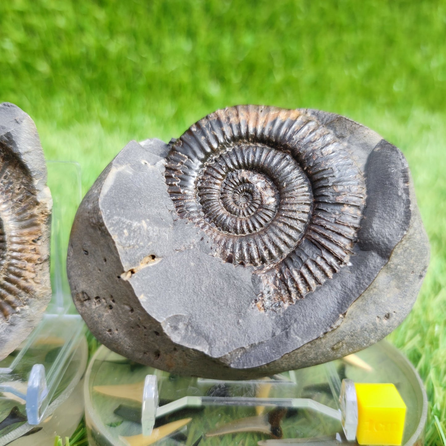Ammonite fossil split pair Dactylioceras - North Yorkshire Fossils