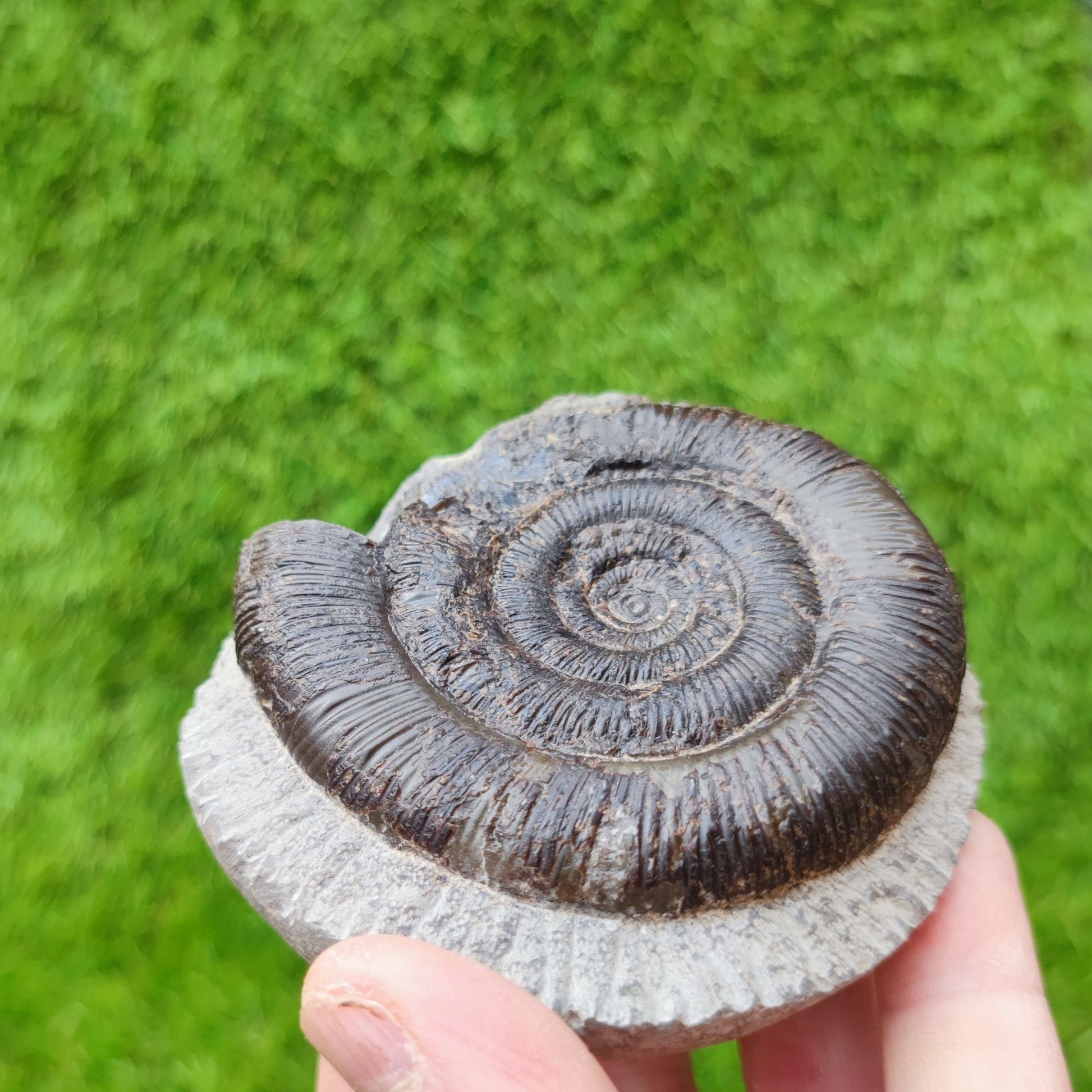 Ammonite fossil split pair dactylioceras tenuicostatum UK - North Yorkshire Fossils