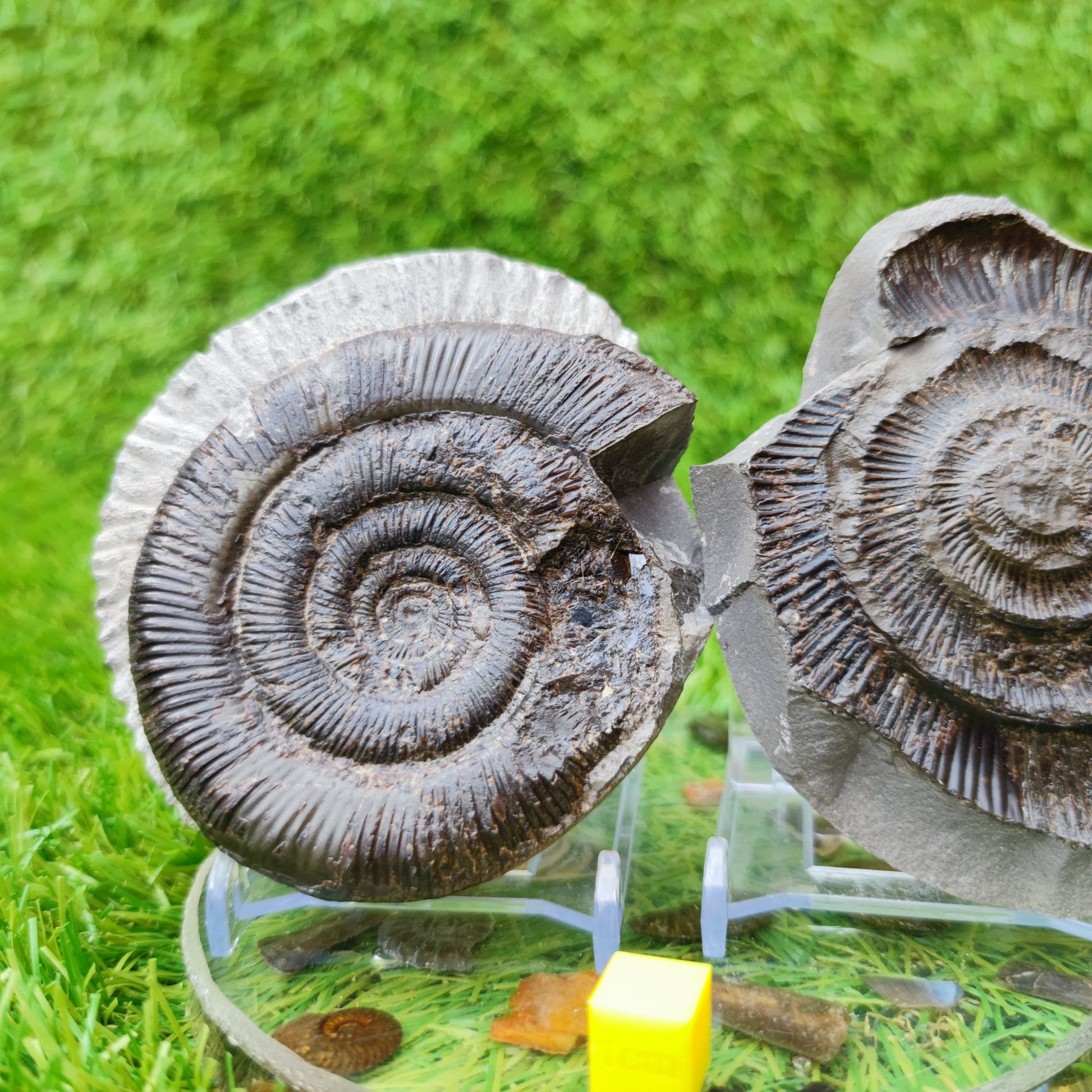 Ammonite fossil split pair dactylioceras tenuicostatum UK - North Yorkshire Fossils
