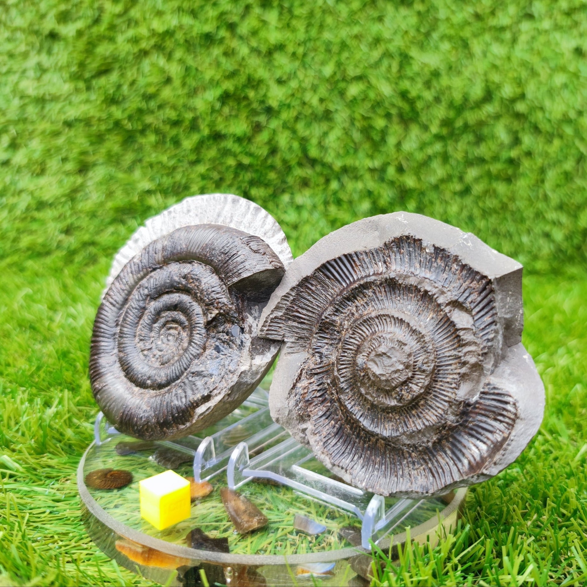 Ammonite fossil split pair dactylioceras tenuicostatum UK - North Yorkshire Fossils