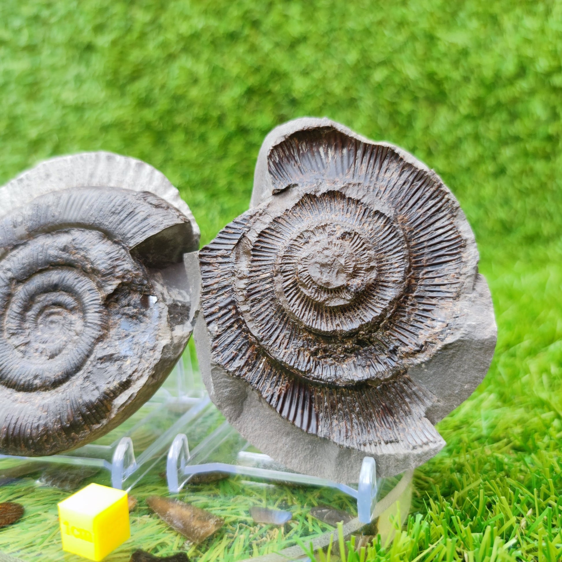 Ammonite fossil split pair dactylioceras tenuicostatum UK - North Yorkshire Fossils