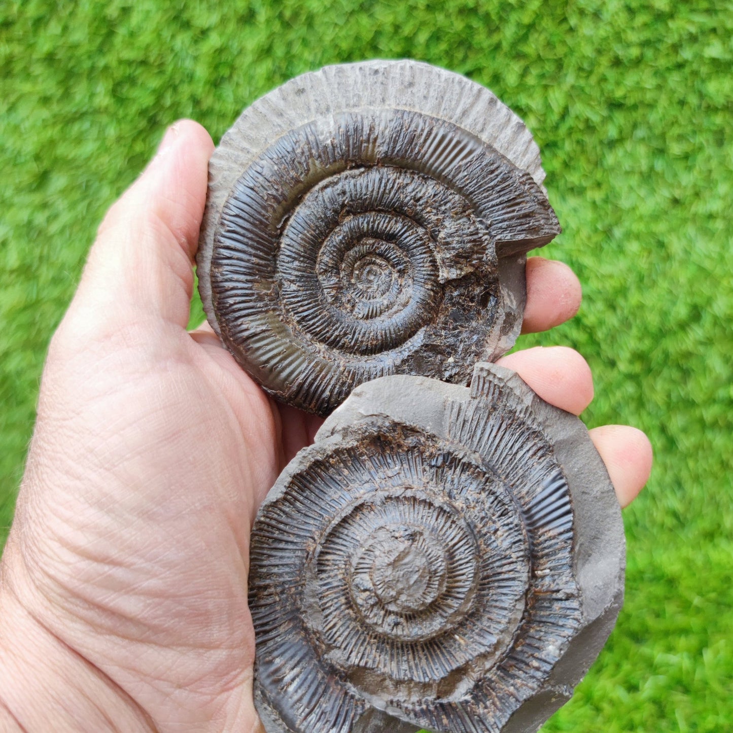 Ammonite fossil split pair dactylioceras tenuicostatum UK - North Yorkshire Fossils