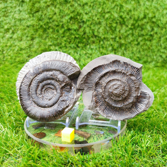 Ammonite fossil split pair dactylioceras tenuicostatum UK - North Yorkshire Fossils