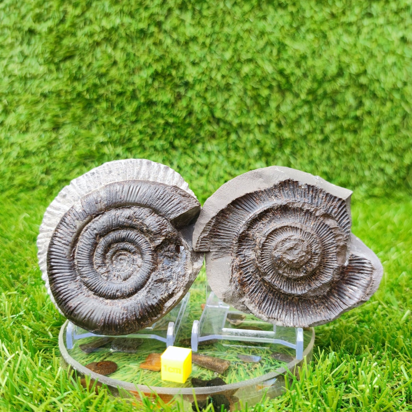 Ammonite fossil split pair dactylioceras tenuicostatum UK - North Yorkshire Fossils