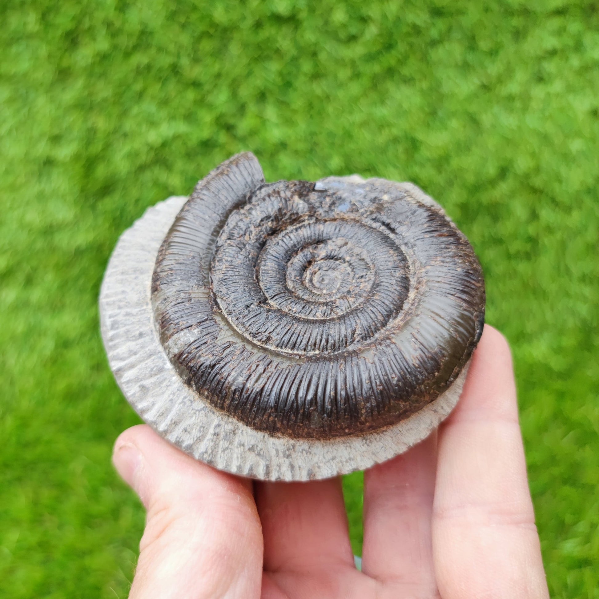 Ammonite fossil split pair dactylioceras tenuicostatum UK - North Yorkshire Fossils