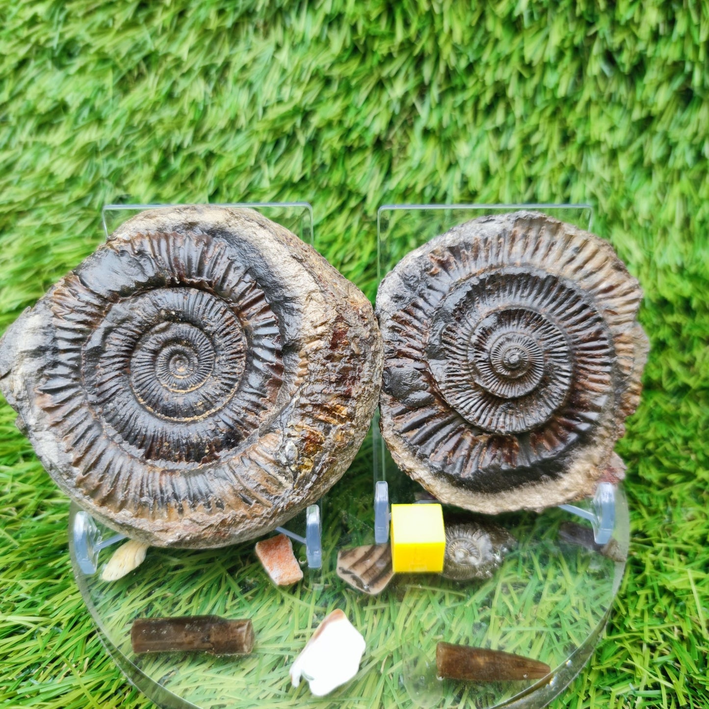 Ammonite fossil split pair dactylioceras Whitby - North Yorkshire Fossils