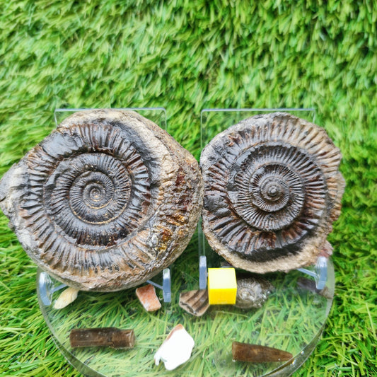 Ammonite fossil split pair dactylioceras Whitby - North Yorkshire Fossils