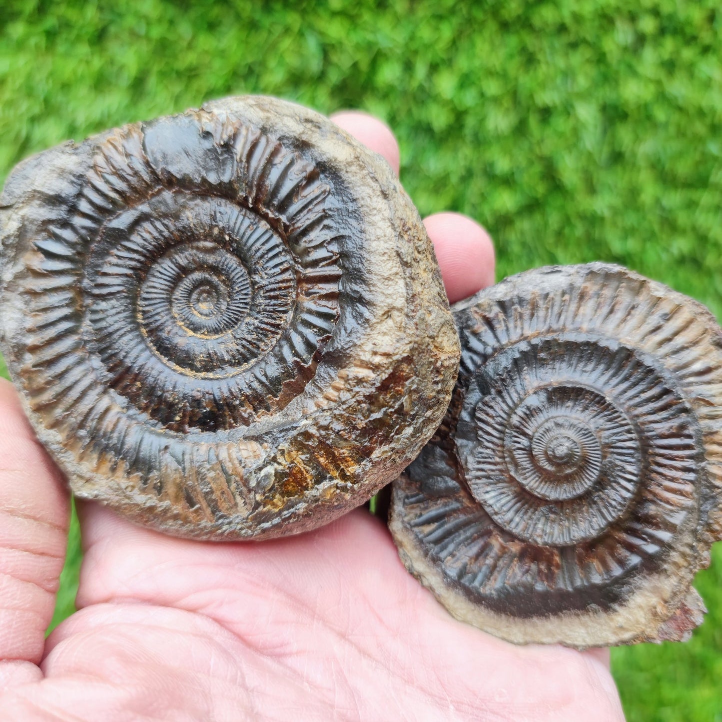 Ammonite fossil split pair dactylioceras Whitby - North Yorkshire Fossils