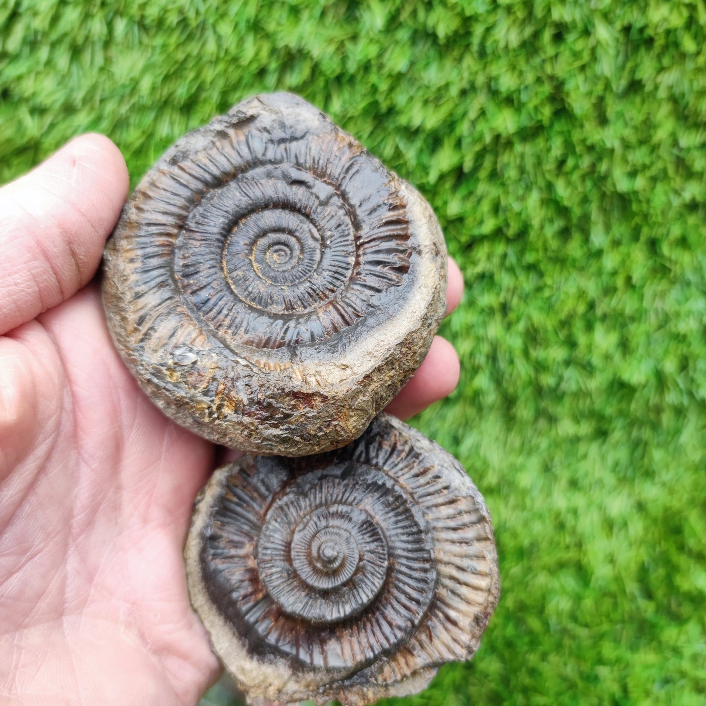 Ammonite fossil split pair dactylioceras Whitby - North Yorkshire Fossils