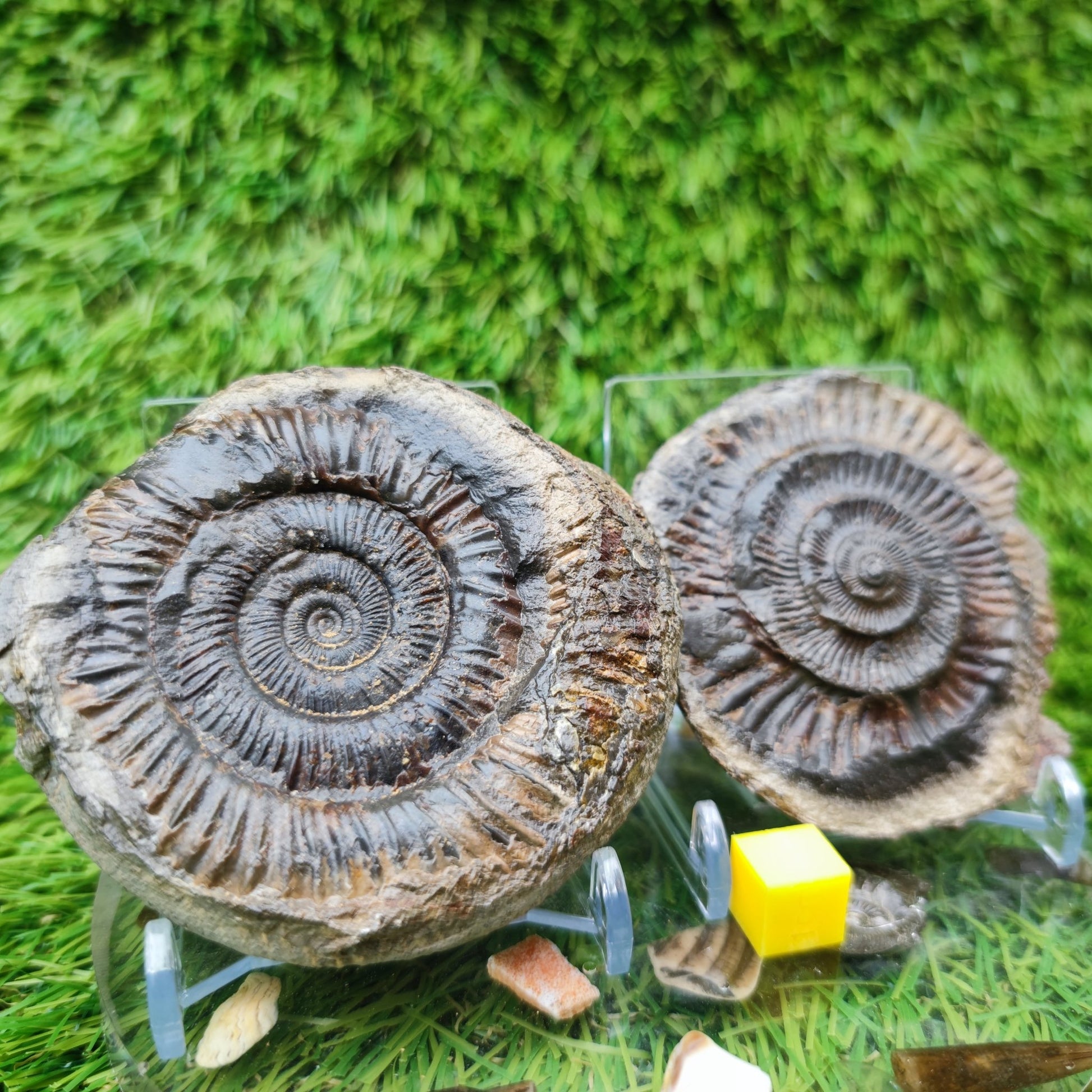 Ammonite fossil split pair dactylioceras Whitby - North Yorkshire Fossils