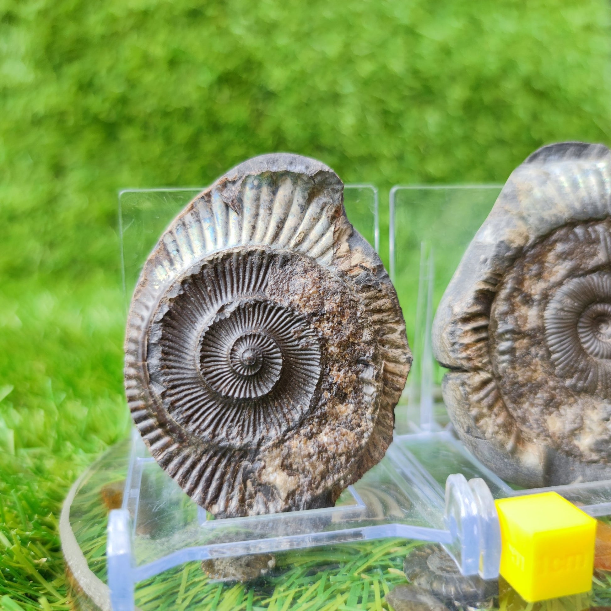 Ammonite fossil split pair iridescent North Yorkshire Fossils - North Yorkshire Fossils