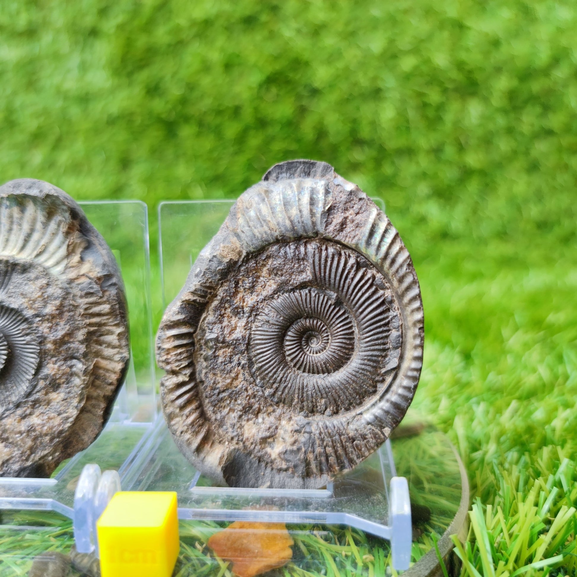 Ammonite fossil split pair iridescent North Yorkshire Fossils - North Yorkshire Fossils