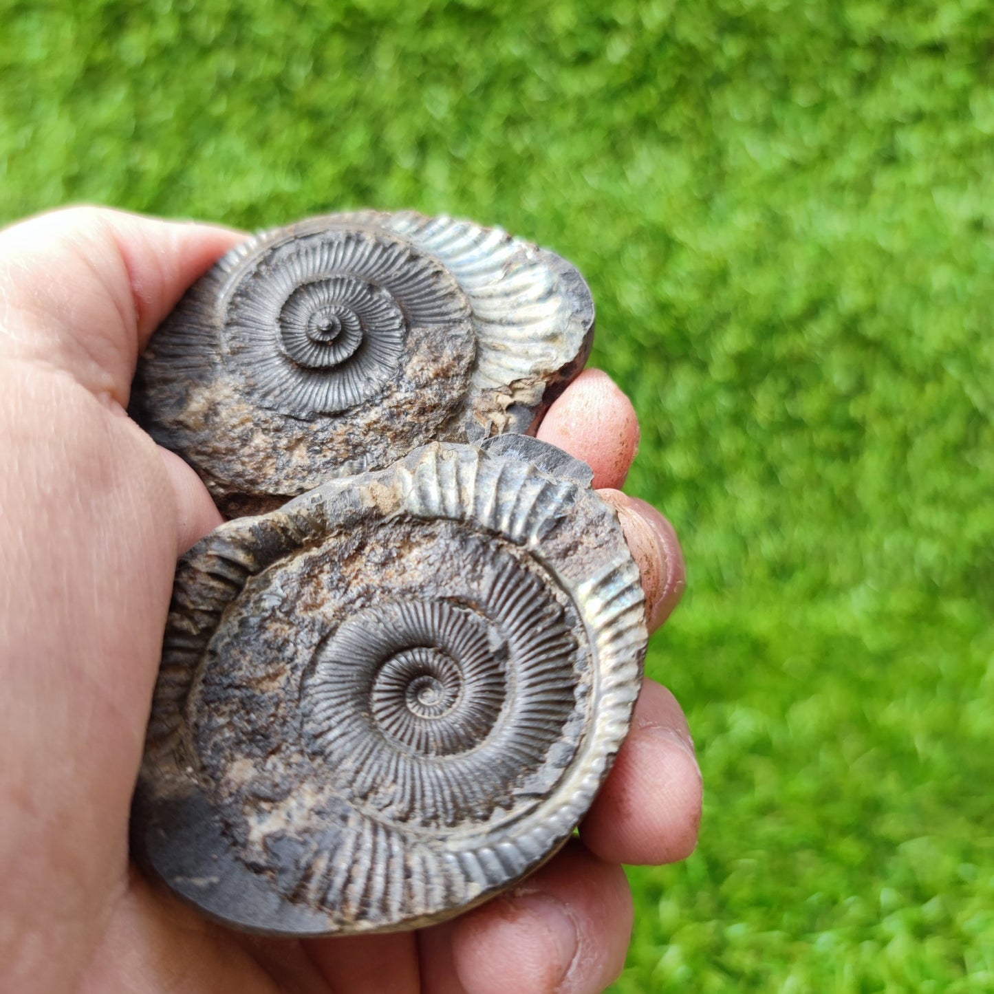 Ammonite fossil split pair iridescent North Yorkshire Fossils - North Yorkshire Fossils