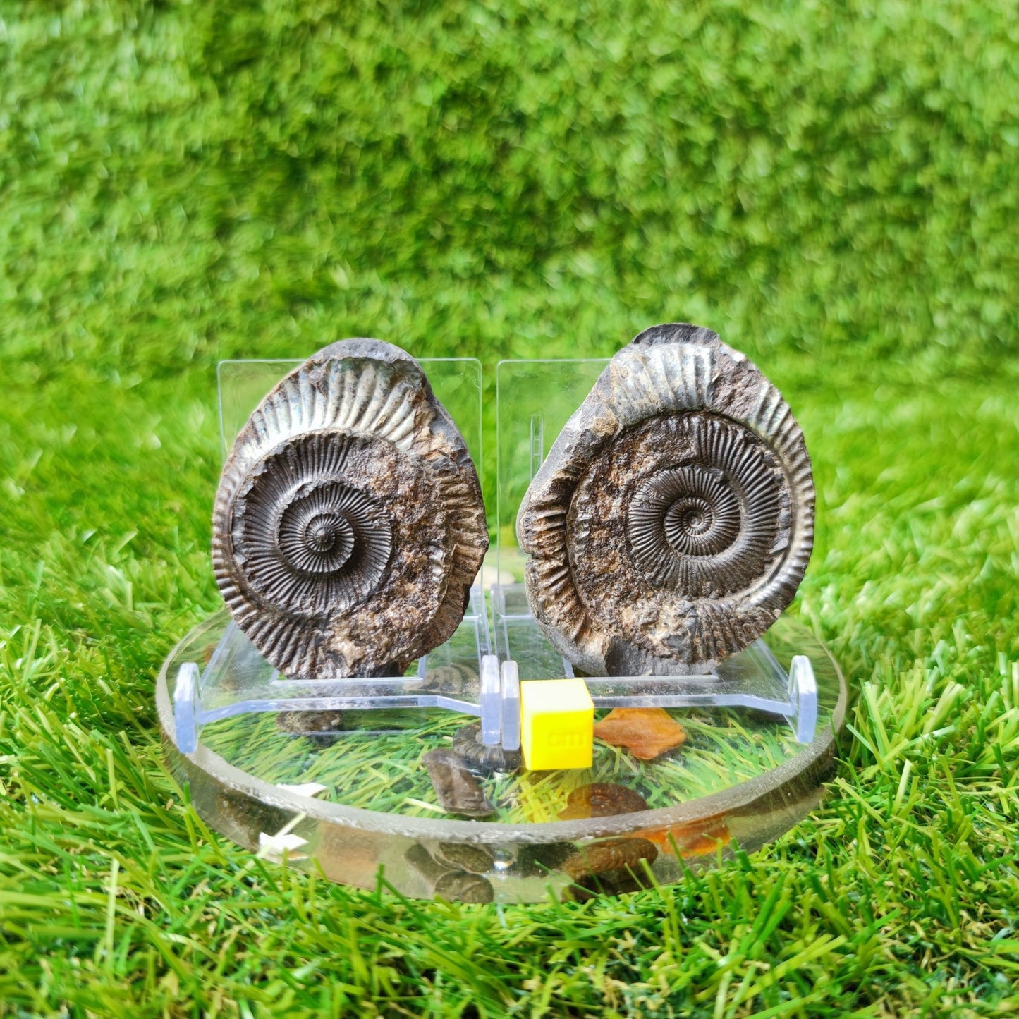 Ammonite fossil split pair iridescent North Yorkshire Fossils - North Yorkshire Fossils