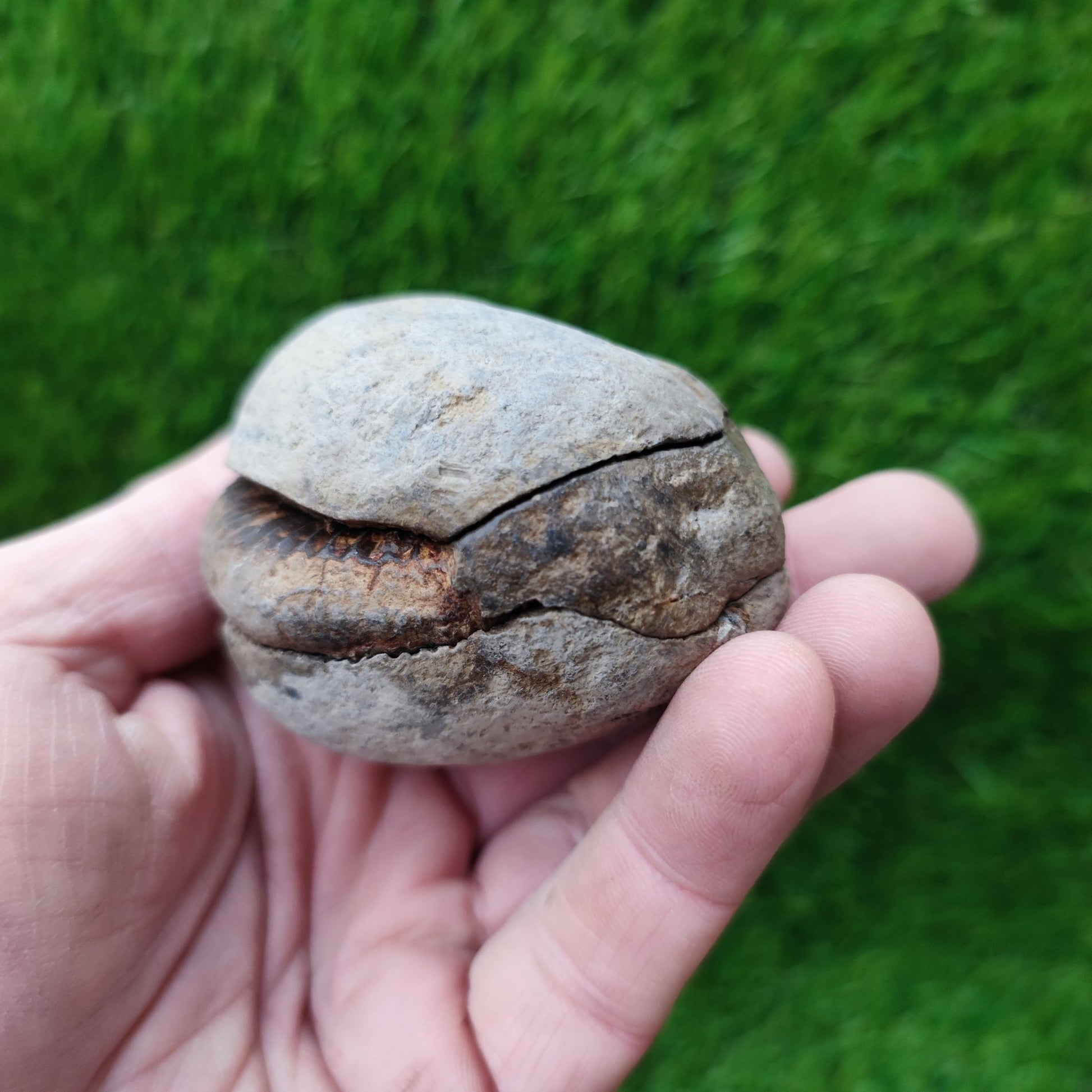 Ammonite fossil split pair Kettleness Yorkshire - North Yorkshire Fossils