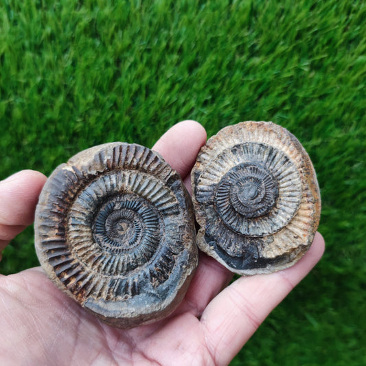 Ammonite fossil split pair Kettleness Yorkshire - North Yorkshire Fossils