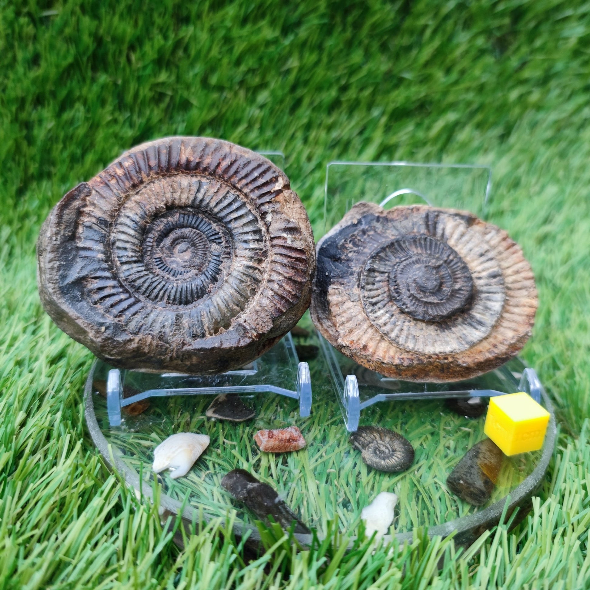 Ammonite fossil split pair Kettleness Yorkshire - North Yorkshire Fossils
