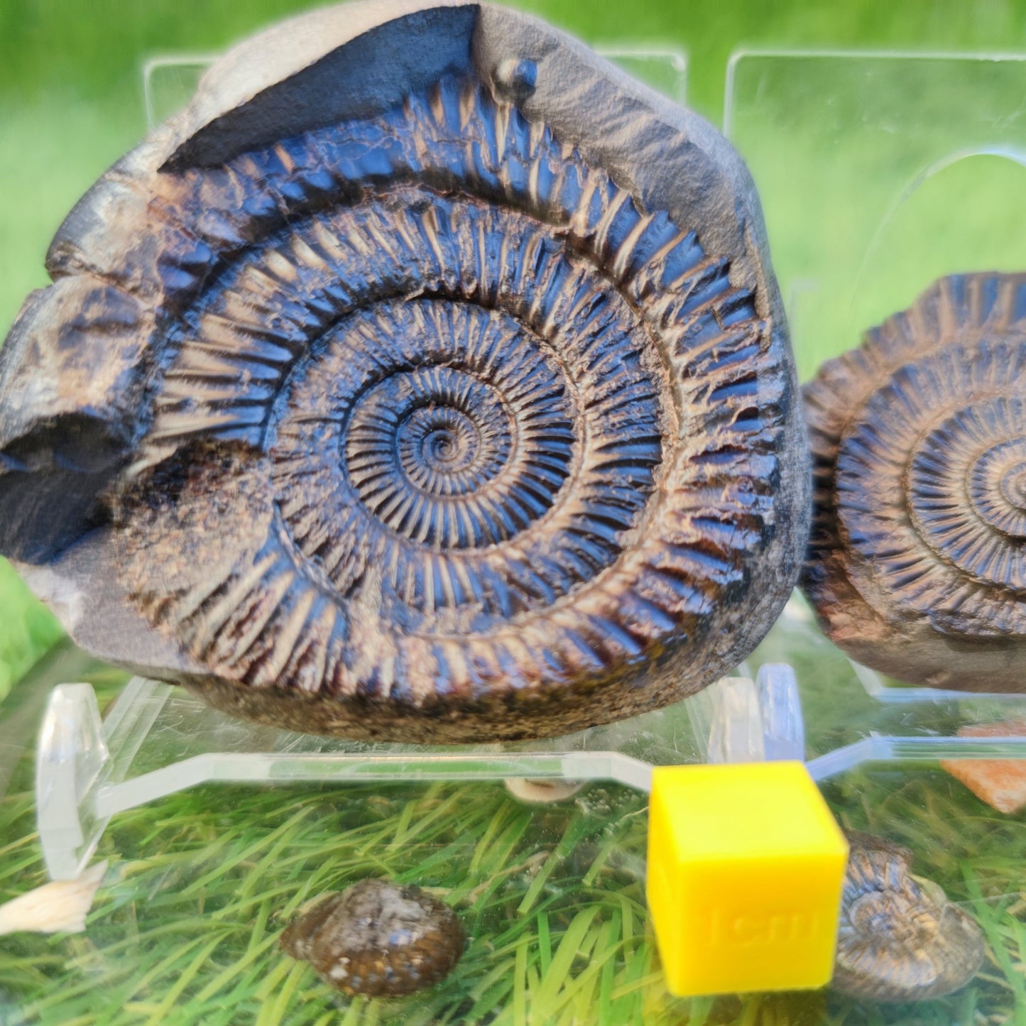 Ammonite fossil split pair North Yorkshire fossils - North Yorkshire Fossils
