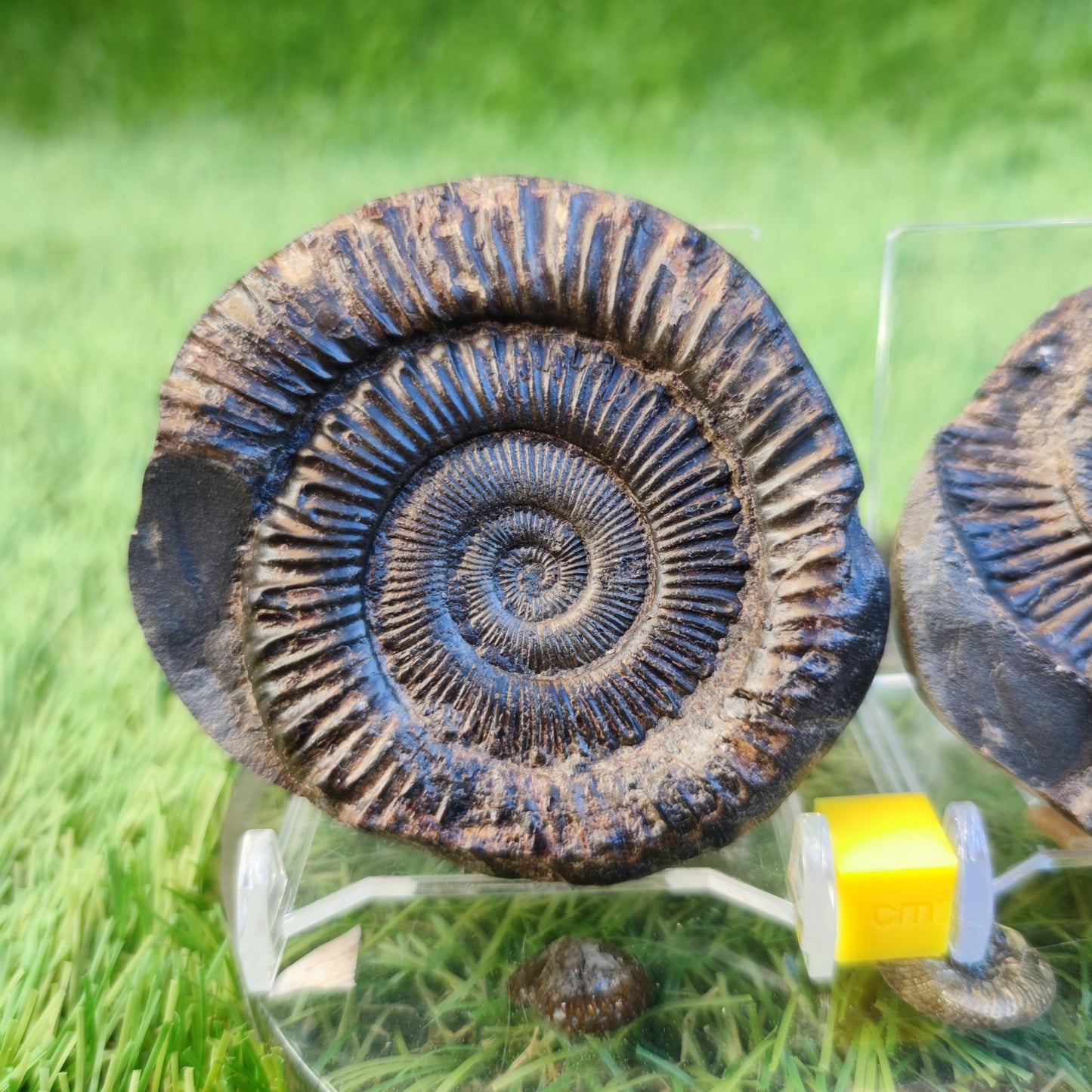 Ammonite fossil split pair North Yorkshire fossils - North Yorkshire Fossils
