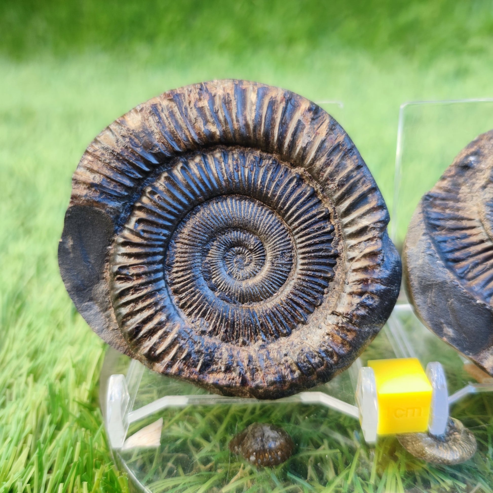 Ammonite fossil split pair North Yorkshire fossils - North Yorkshire Fossils