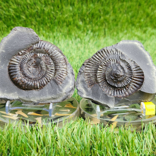 Ammonite fossil split pair North Yorkshire fossils - North Yorkshire Fossils